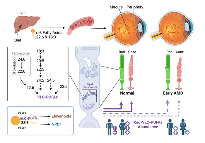 graphical abstract